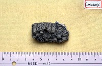 藏品(造礁珊瑚)的圖片